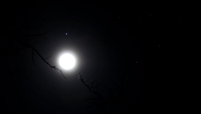 La notte nella foresta