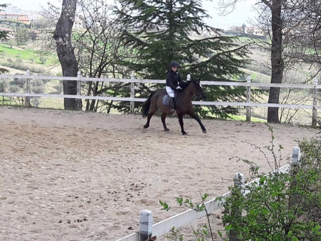  en el estante de caballos 