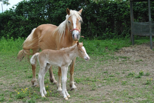  Caballos en el salvaje 