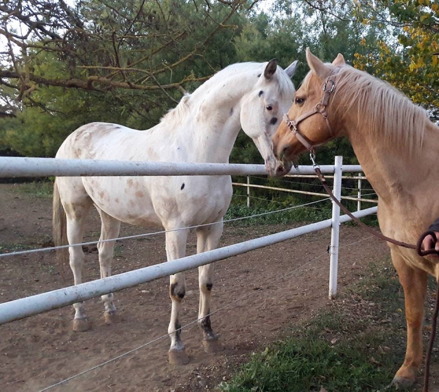 Veio Quarter Horses