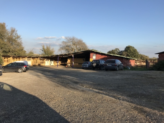 Wild Ranch
