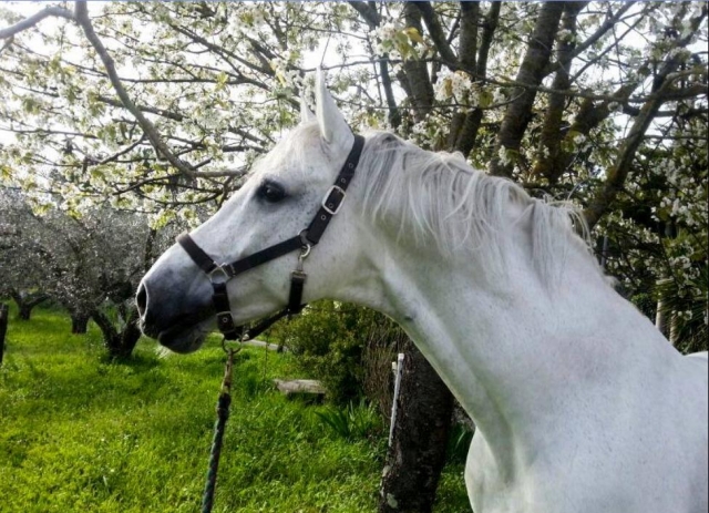 Cavallo bianco