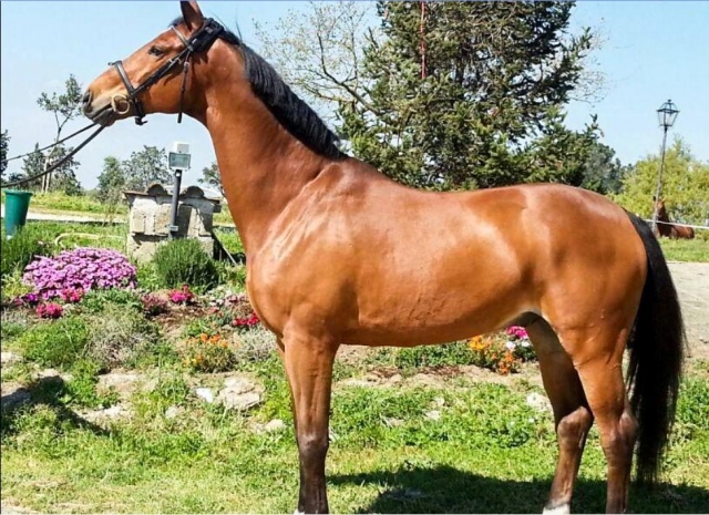 Un esemplare bellissimo