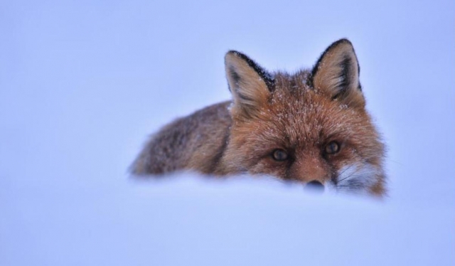  观赏山地动物群 