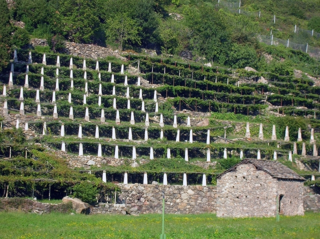  découverte des vignobles 