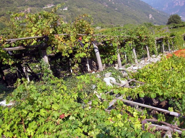  vignobles du nord de l'Italie 