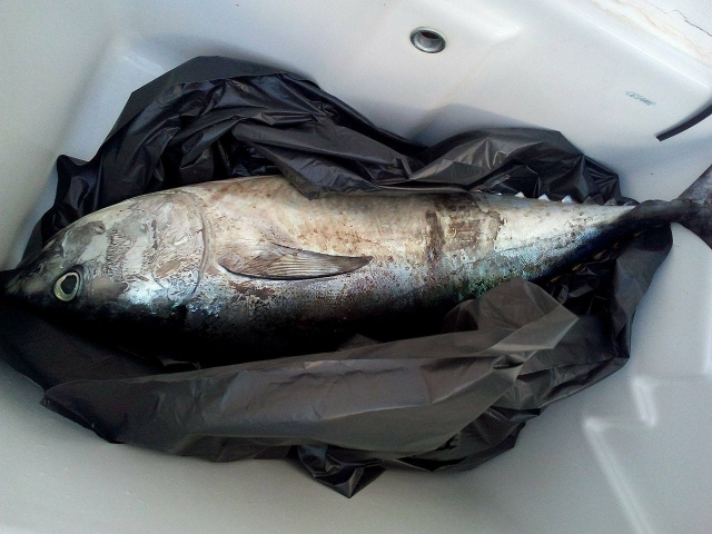 Here it is the fish 