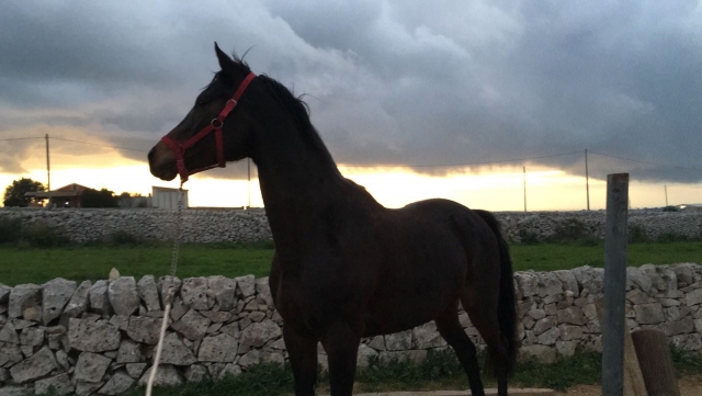I nostri bellissimi cavalli