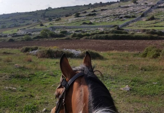 Cavallo e campagne