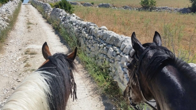 I nostri nuovi amici 