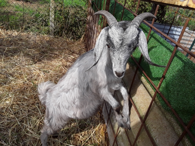  goat 