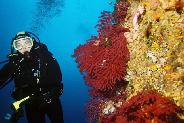  Meeresflora und -fauna entdecken 