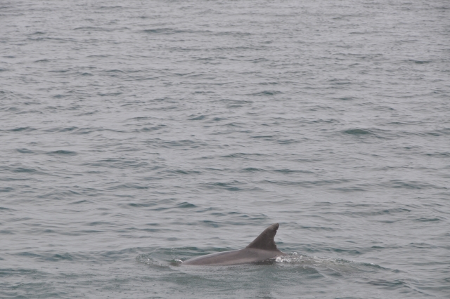  Delfine 
