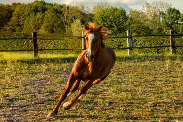  Running Happy 
