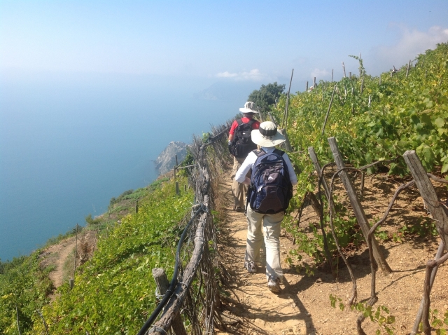  在葡萄园徒步旅行