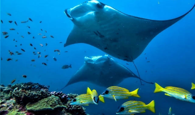  L'harmonie du monde sous-marin 