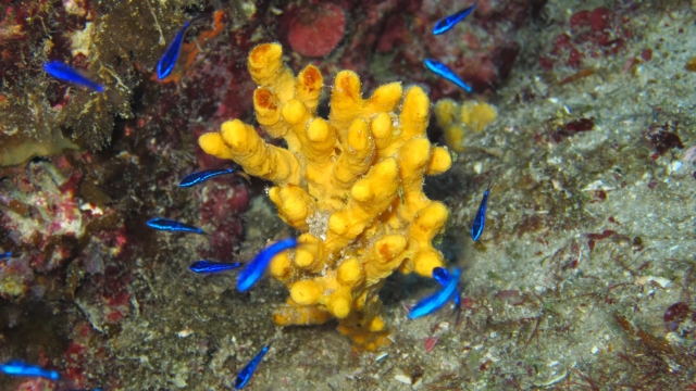  The underwater world 