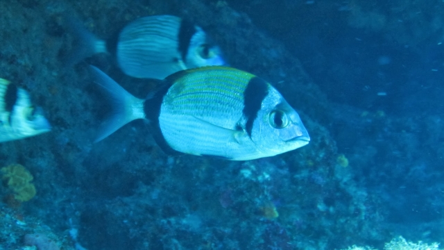  The fish you will know during the diving 