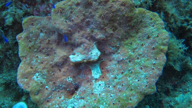  the incredible marine flora 