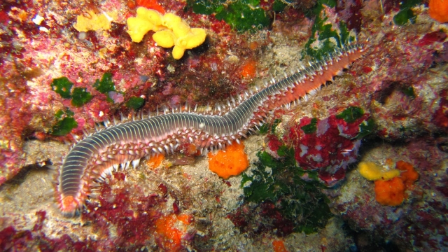  the underwater fauna 