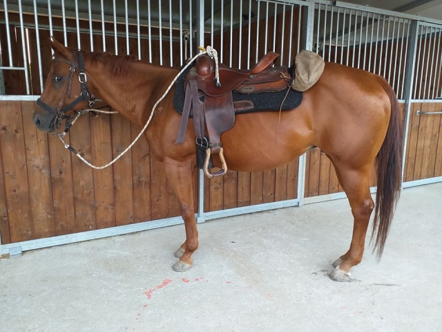 uno dei nostri cavalli