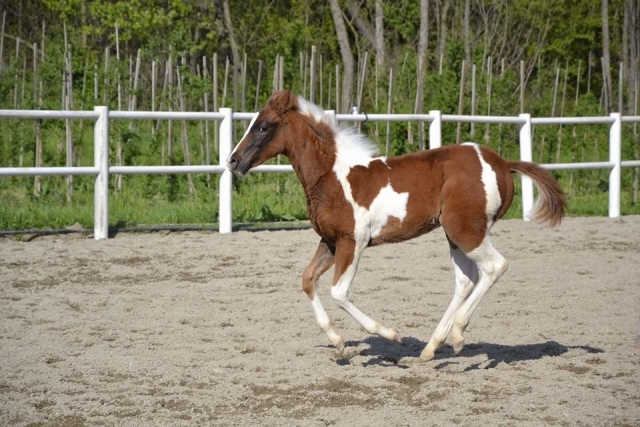Galopp 