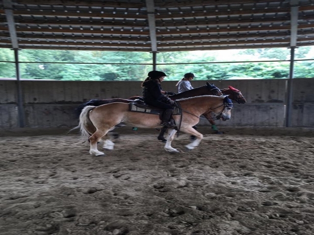  trot 