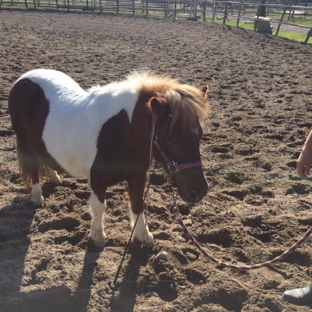  poney 