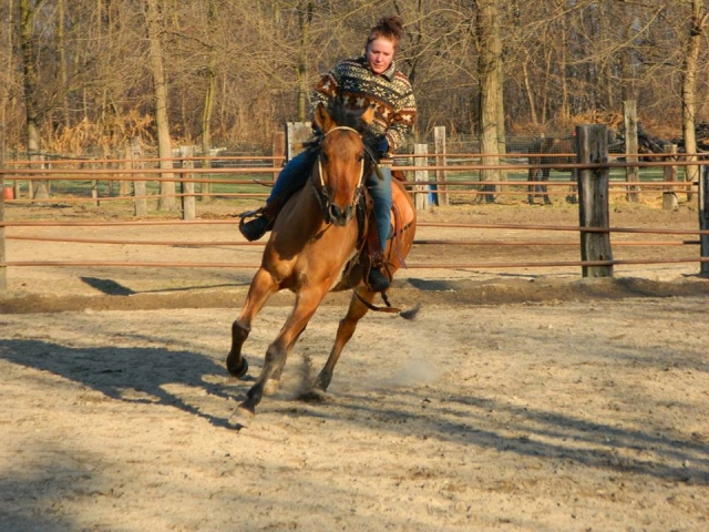  at a gallop 