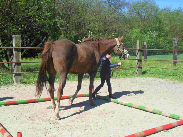  horse riding