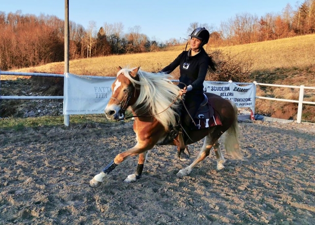 Razza Haflinger