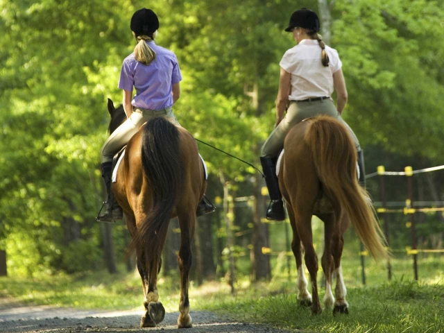  Horse Walk 
