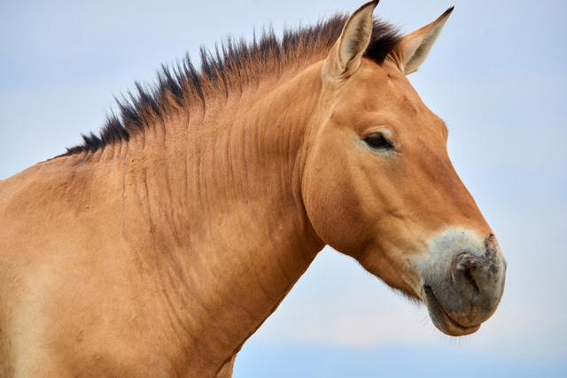 Horse 