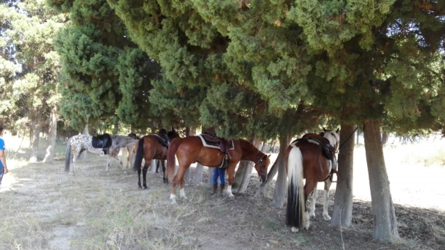 cavalli in sosta