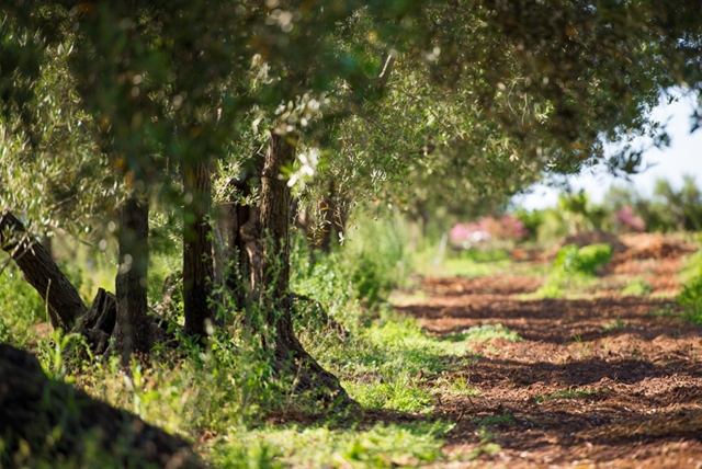  Naturalistic walks 