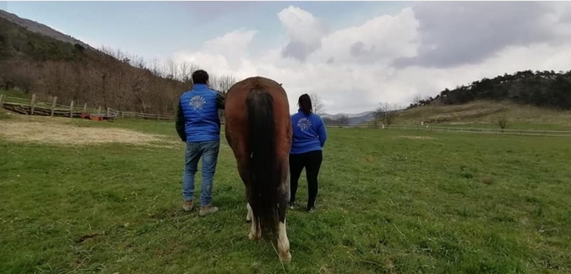  Passion for horses 