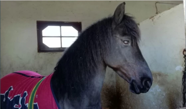  Cavalo nos boxes 