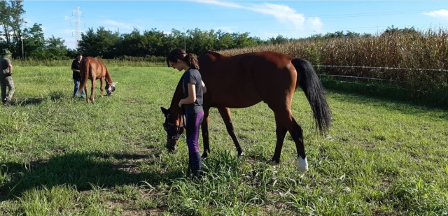  Lecciones de equitación 