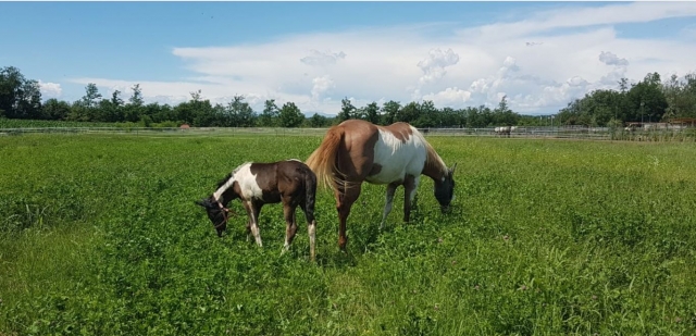  Madre e hijo en el Meadows 