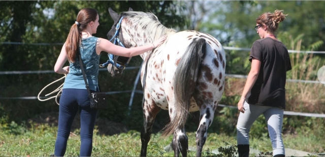 Junto con nuestros caballos 