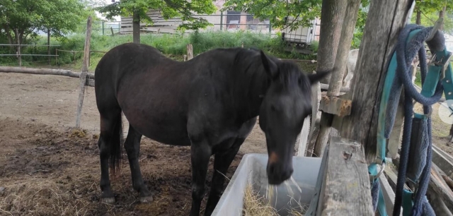  Our Horses 