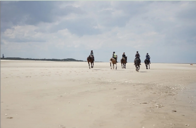 beach and horse in bari