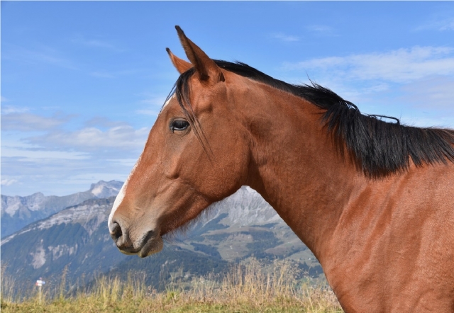 Marrone Horse en Ovindoli 