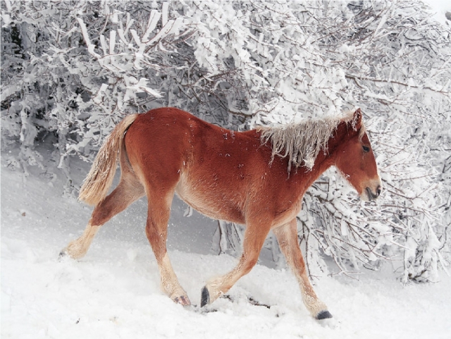  Caballo en la nieve de Ovindoli 