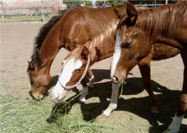  Hechos amigo de los caballos en Ovindoli 