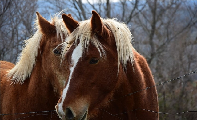  Dos caballos Horst en Ovindoli 