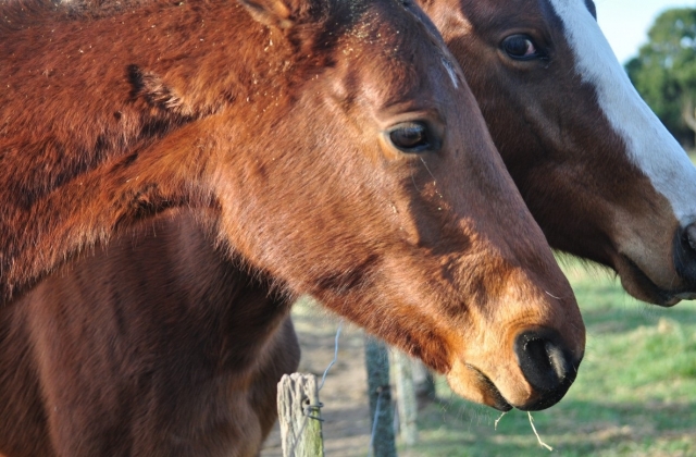 rencontrer les chevaux à maratea 