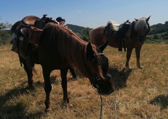  braune Pferde in Salsomaggiore 