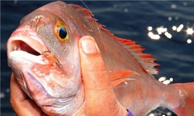  goldfish 