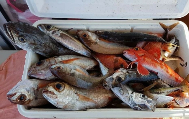  fish caught 